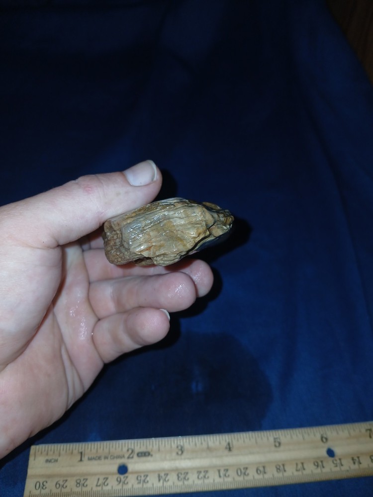 8.3 oz Texas Petrified Wood