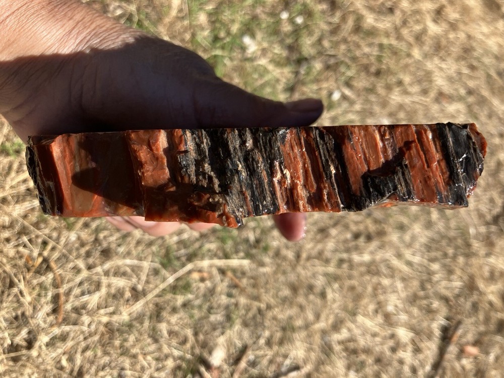 Arizona Petrified Wood