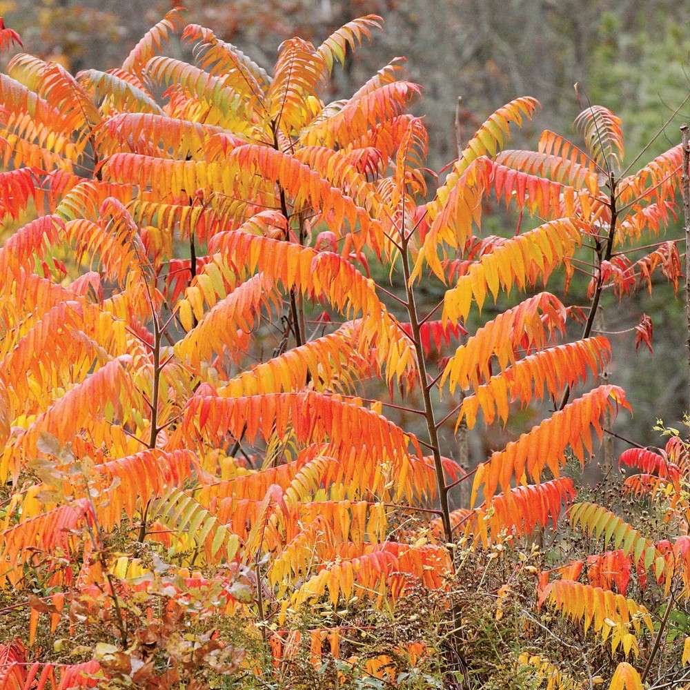 3 Smooth Sumac Tree 12-24" Bare Root Rhus glabra