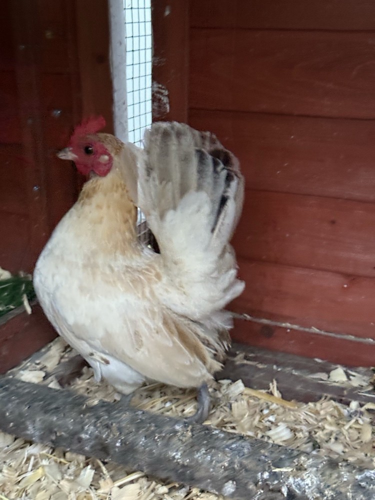 6++ Serama Chicken Hatching Eggs