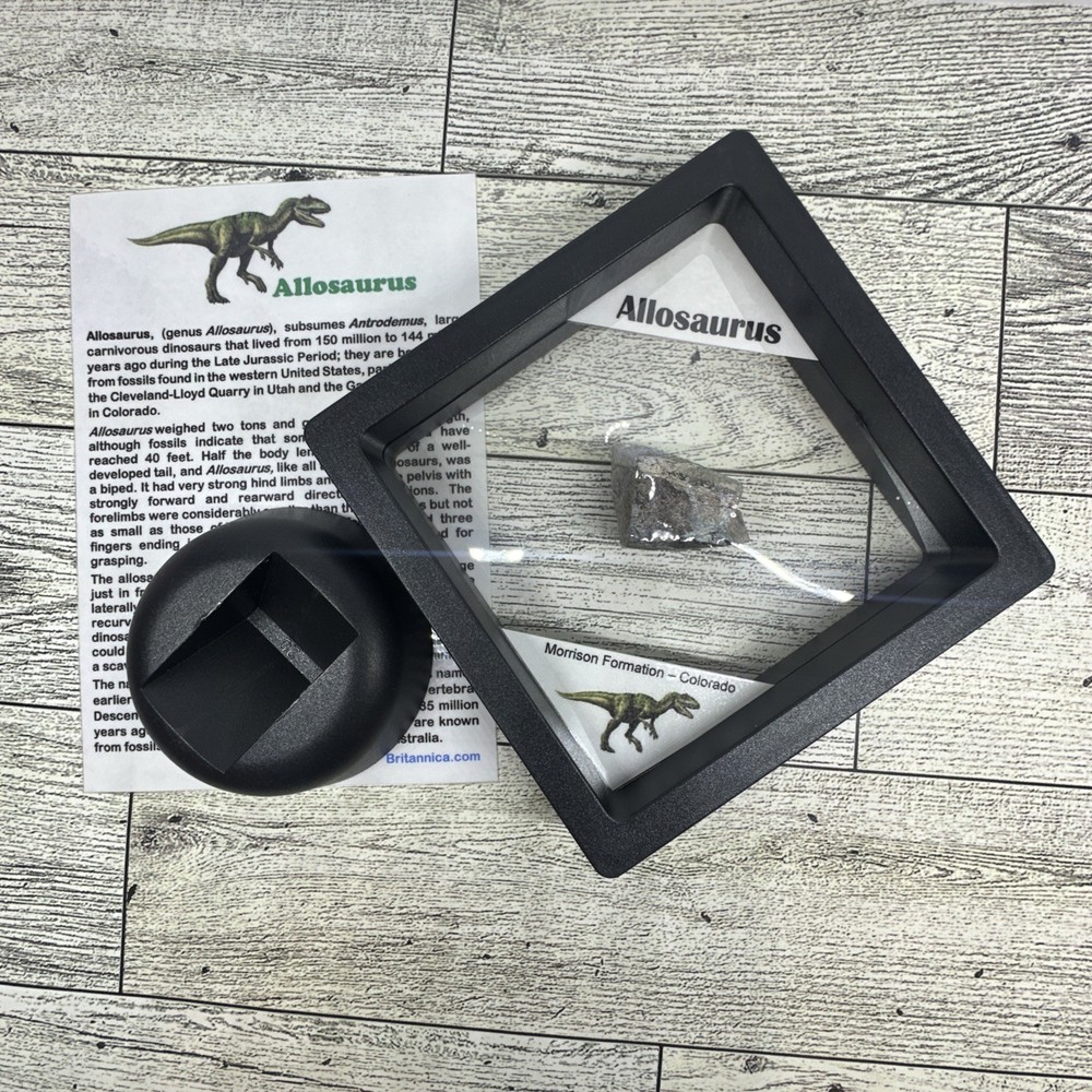 Allosaurus Extinct Dinosaur Bone Fossil with Display Case