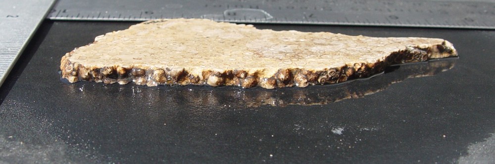 Oolite Lapidary Slab T1210