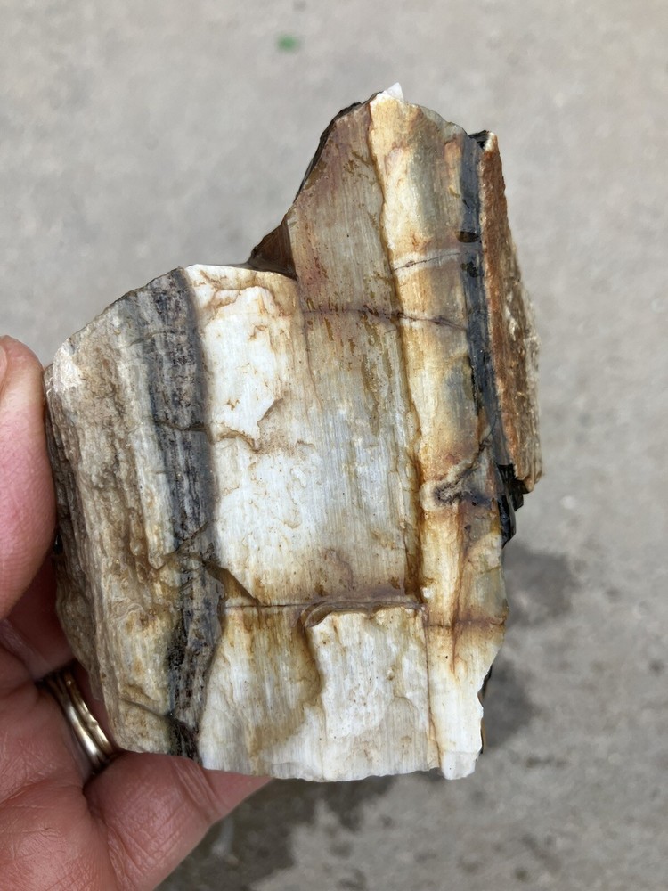 Agatized Wood, Fluorescent Under UV Light