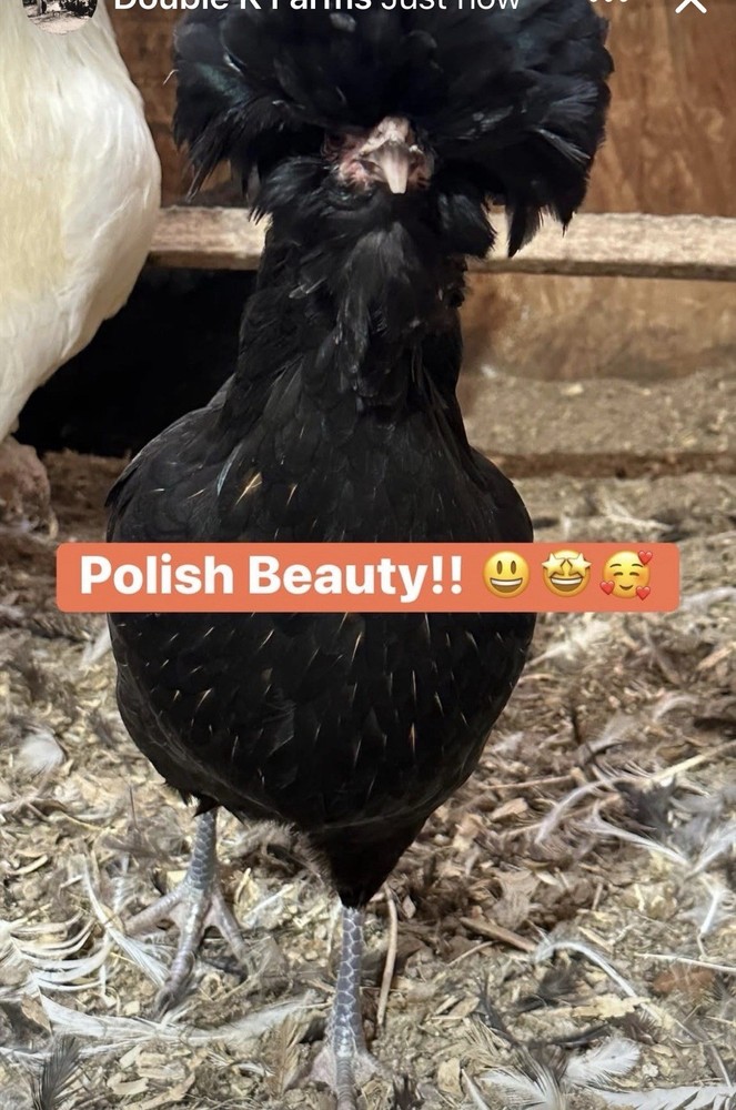 12 Polish Chicken Hatching Eggs (NPIP Certified)