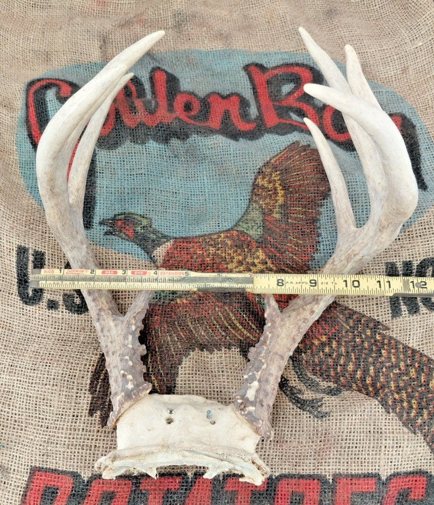 WHITETAIL DEER RACK Nice 5x4