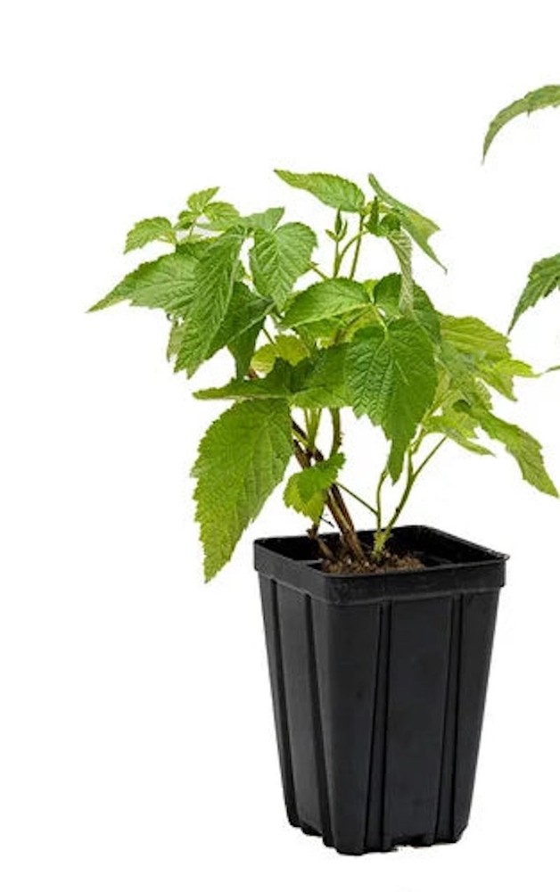 3 Caroline Raspberry Bush - Rubus idaeus - Starter Plug