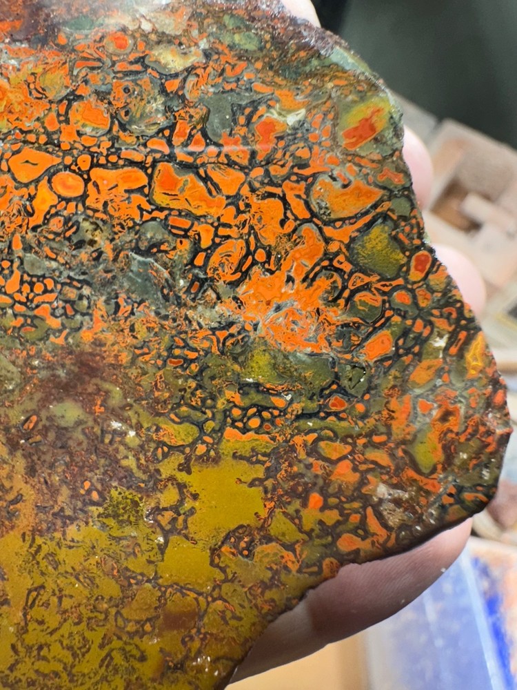 Dinosaur bone polished end cut specimen.