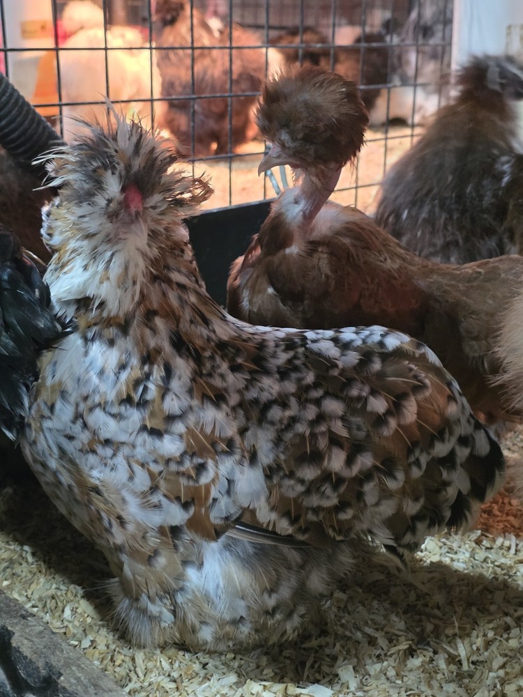 6+ Bantam Mille Silkie & Satin Chicken Hatching Eggs