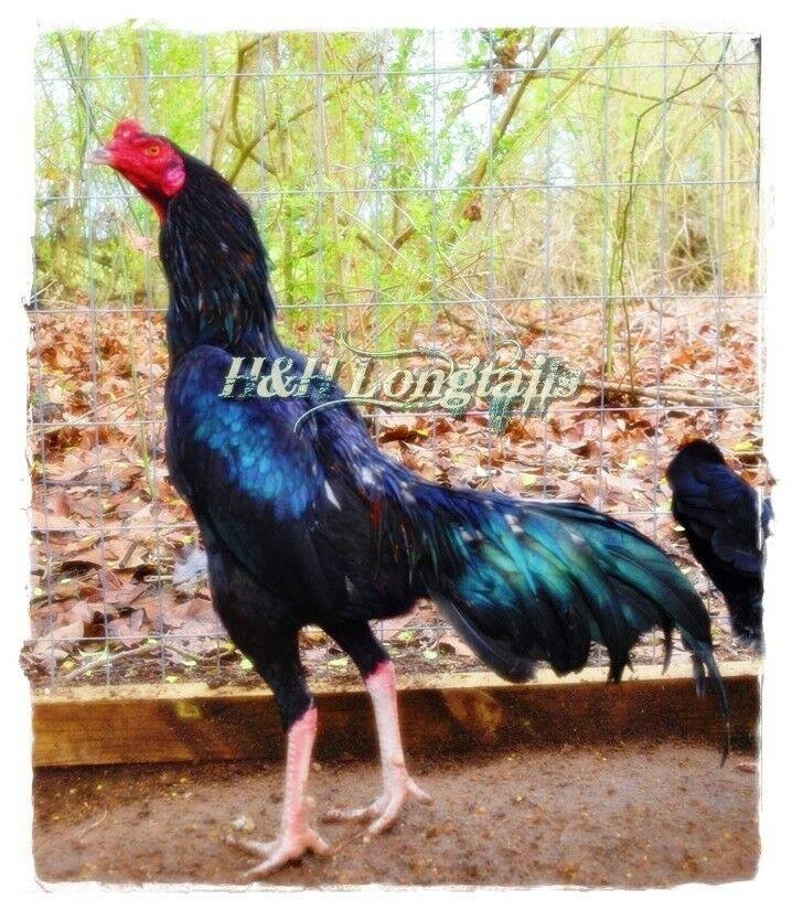 6 ASSORTED longtail Chicken hatching eggs L@@K!