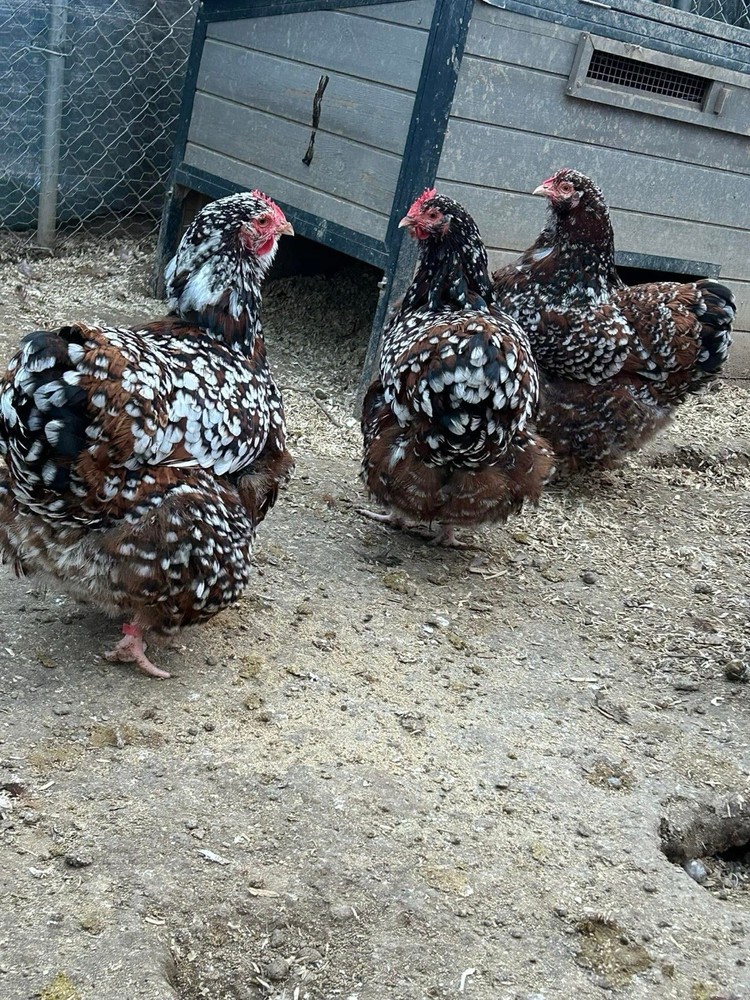 Jubilee Orpington Hatching Eggs 12+