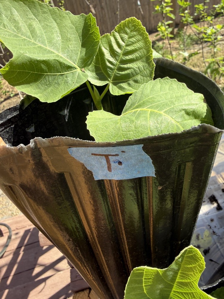 One LSU Tiger Fig Tree YOUNG