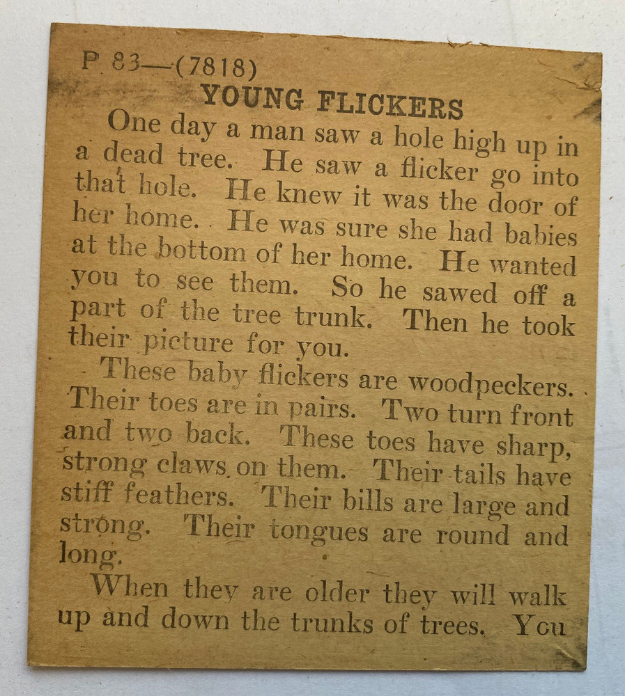 KEYSTONE MAGIC LANTERN SLIDE 83 YOUNG FLICKERS IN TREE HOLLOW 1920s