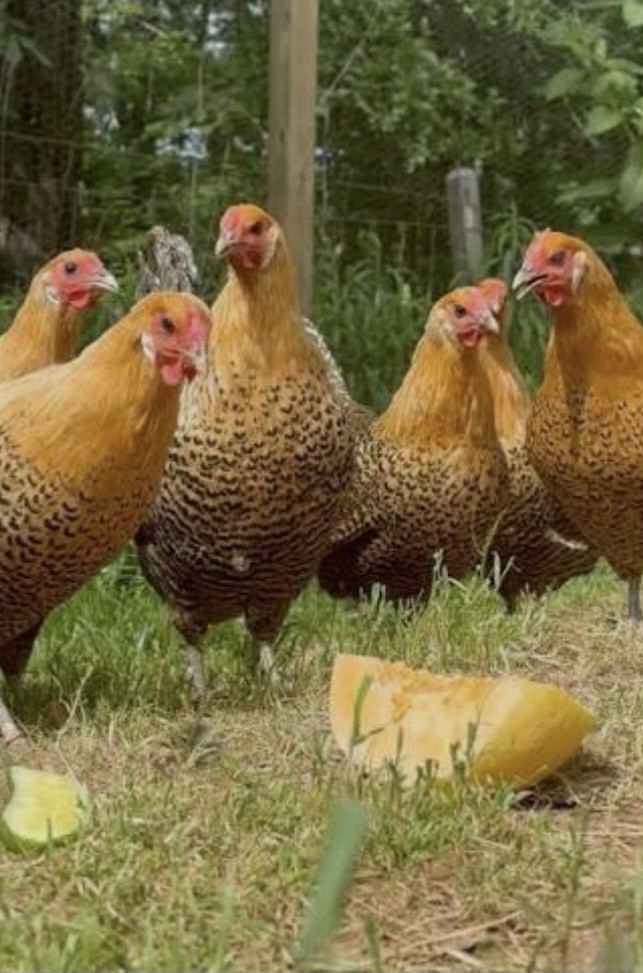 12 Deathlayer Chicken Hatching Eggs!!!NPIP/AI