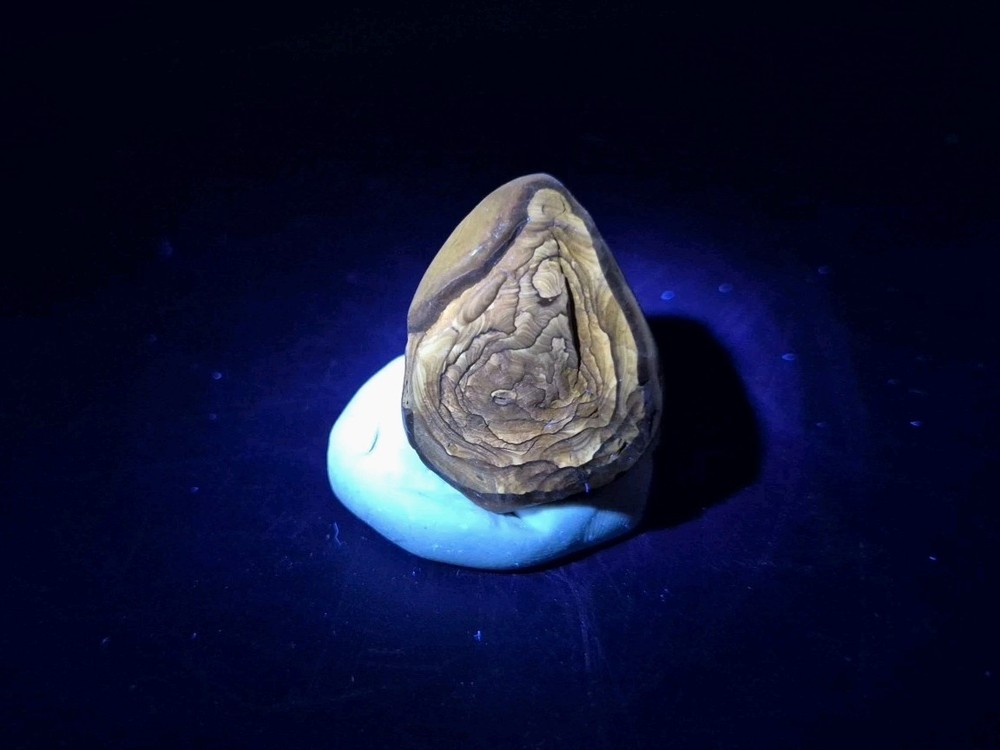 Fossil Seed Pod Pennsylvanian Epoch