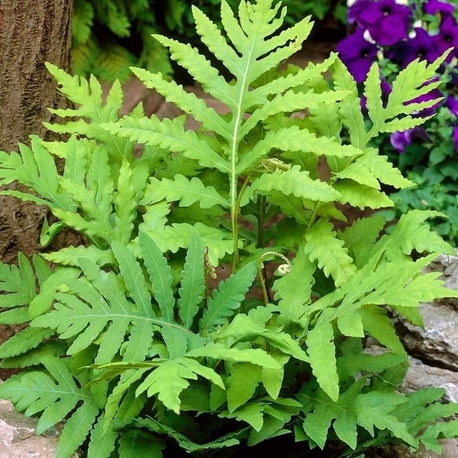 Onoclea Sensibilis (Sensitive fern) | Bare-root