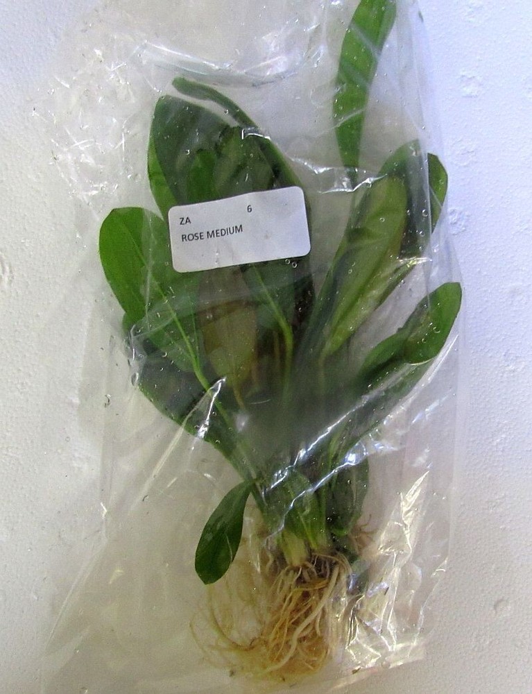 6 medium rose sword plants