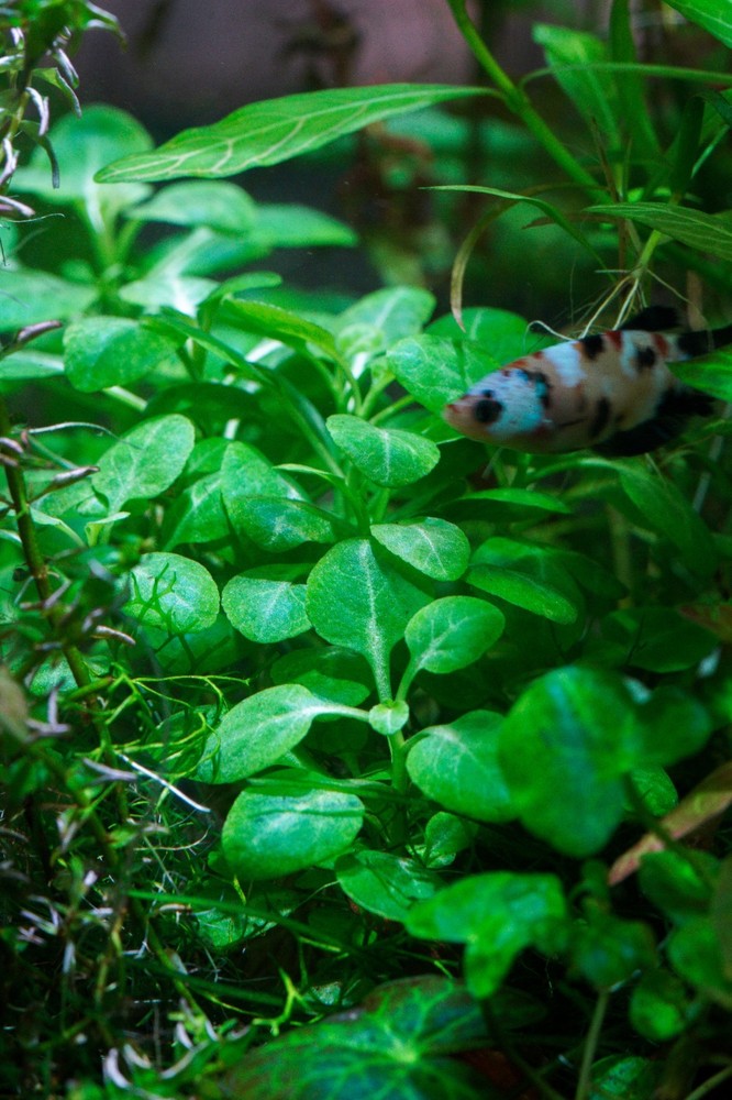 Lobelia Cardinalis 'Mini' - Submersed Grown