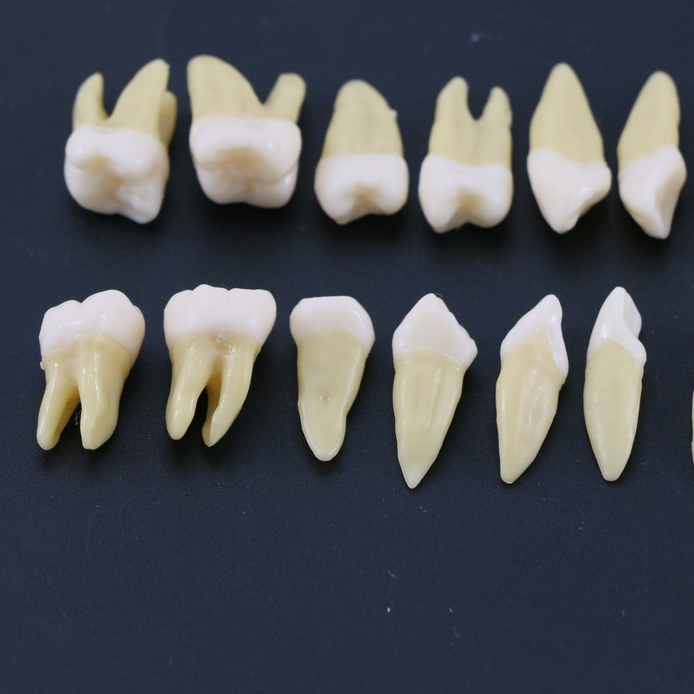 28PCS Dental 1:1 Permanent Teeth Teach Study Model Demo for Lab Education M7021