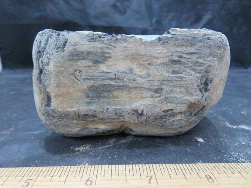Petrified Wood 2 lbs & 1 ozs