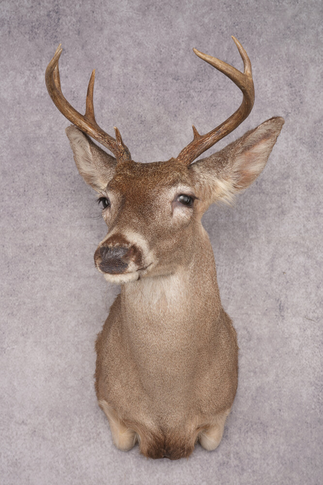 Coues Deer Shoulder Mount SKU 2846
