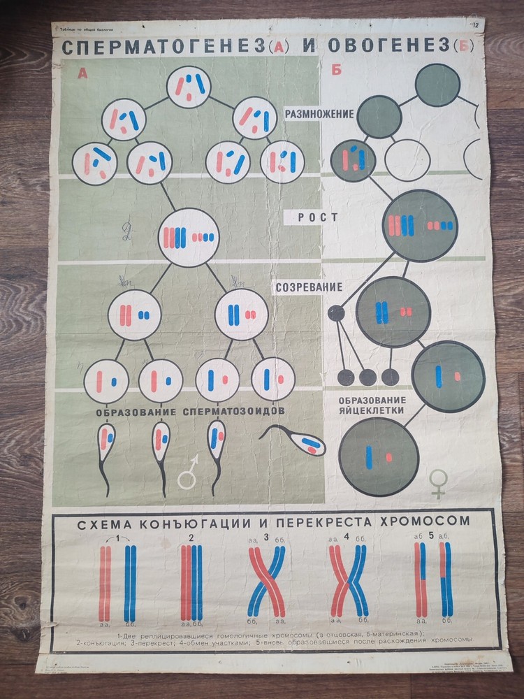 spermatogenesis and oogenesis original vintage school chart