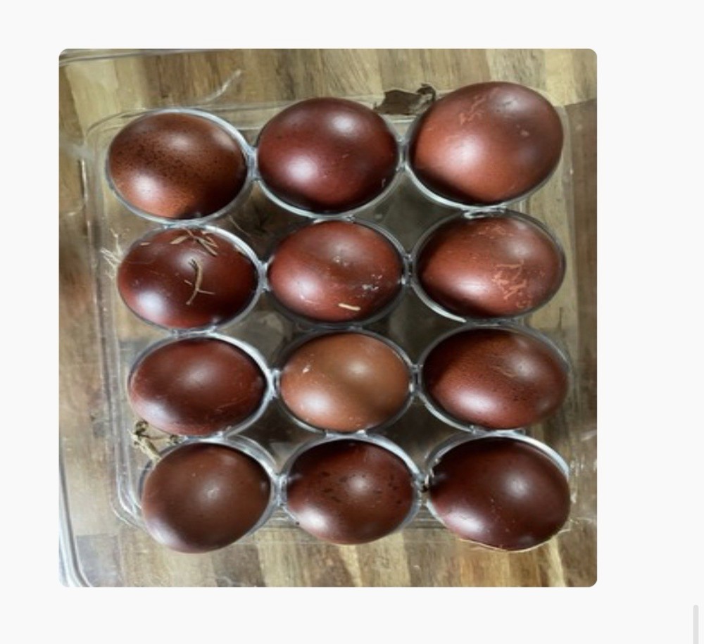 6 Black copper Marans hatching eggs