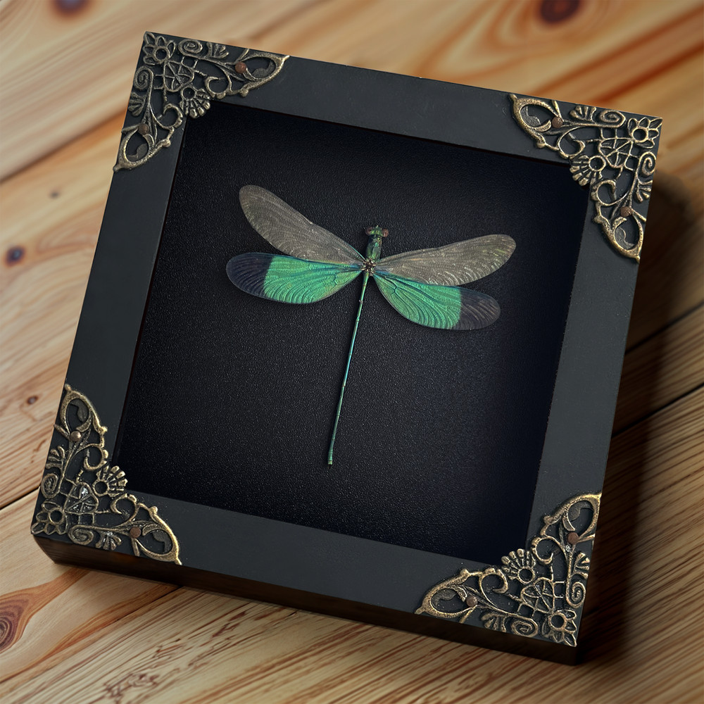 Framed Dragonfly Shadow Box Mounted Insect Decor Unique Mother’s Day gift
