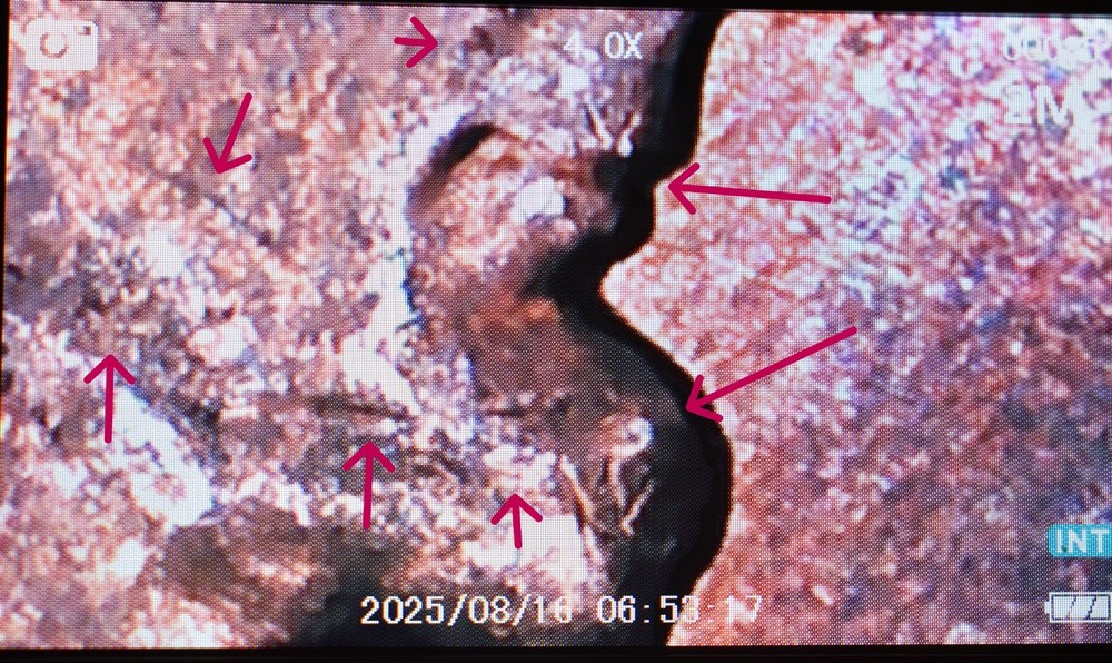 1960 D Lincoln Cent Penny MS Red Rainbow Multiple Error Die Cracks Coin