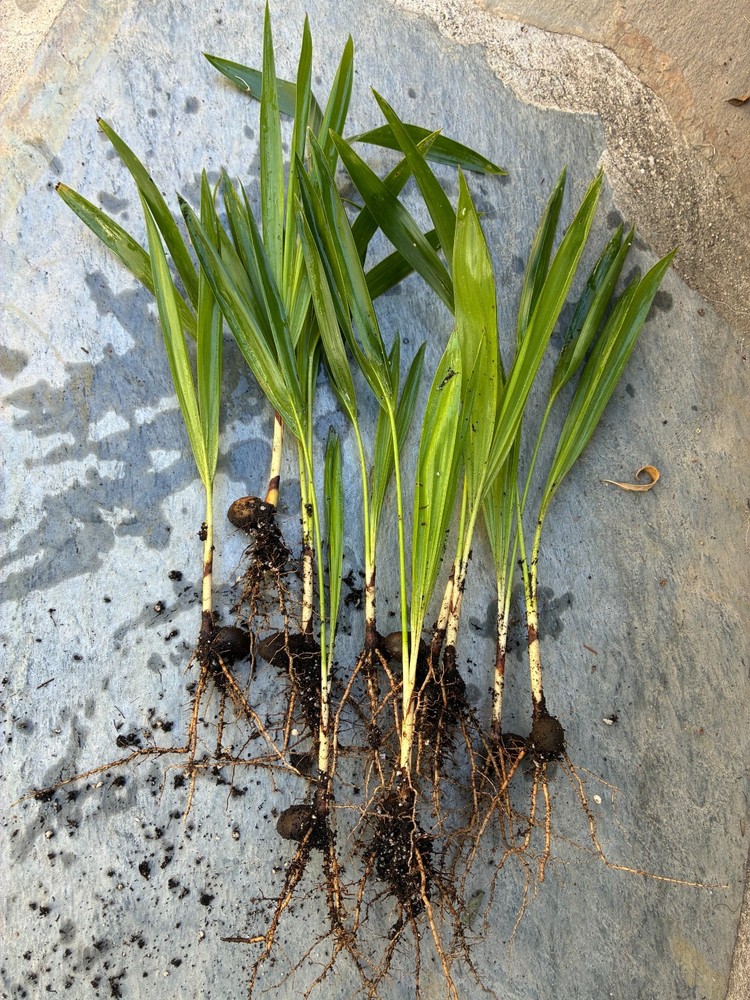 Kentia Palm Seedlings