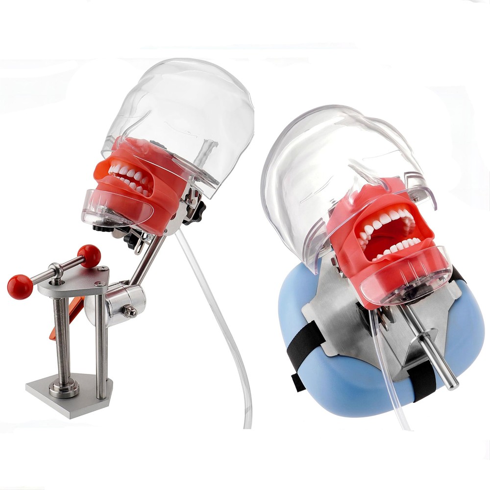 US Dental Simulator Mannequin Head Teeth Model Bench-Mounted for Dental Training