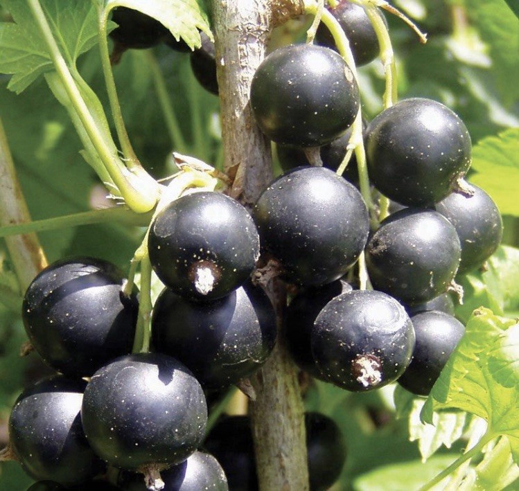 ‘Black Consort’ Black Currant Seed, 100 Ct.