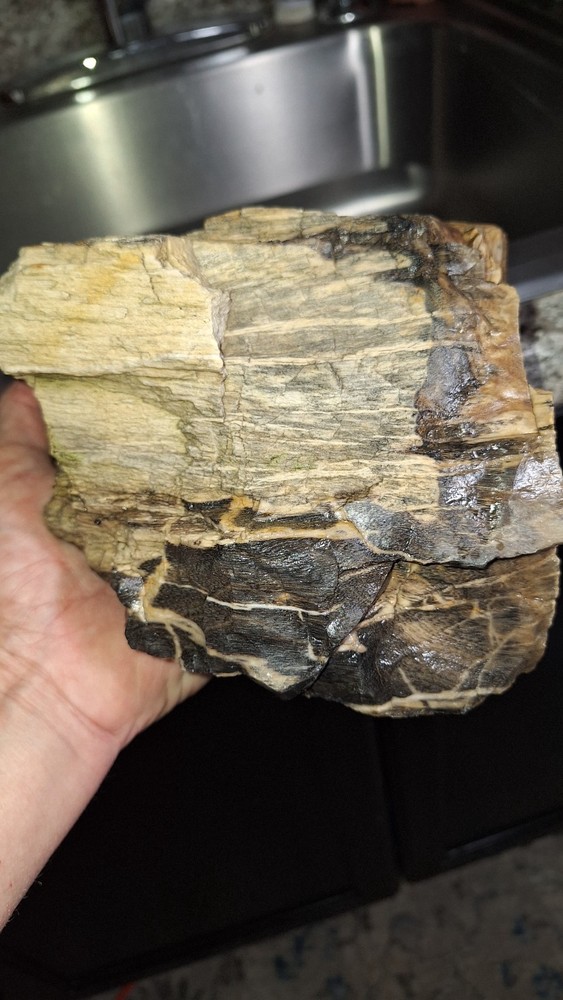 petrified wood log