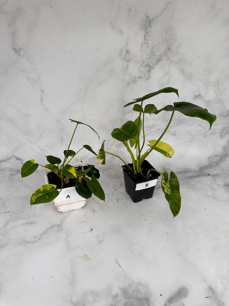 Philodendron Burle Marx Variegated