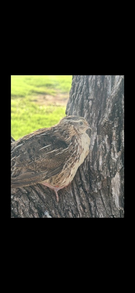 30+ **RARE COLORS** Celadon Blue Coturnix Quail Hatching Eggs