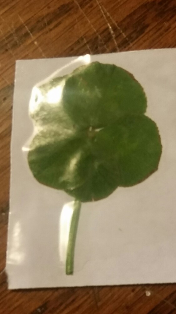 REAL HAND PICKED 5 LEAF clover.