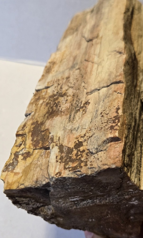 Petrified Wood From East Texas!