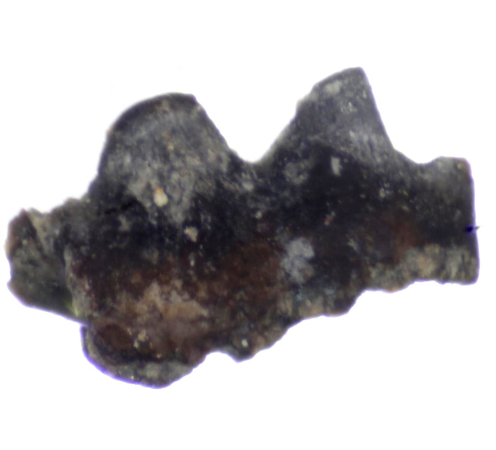 Rare Silurian Gnathostomes fossil fish tooth.