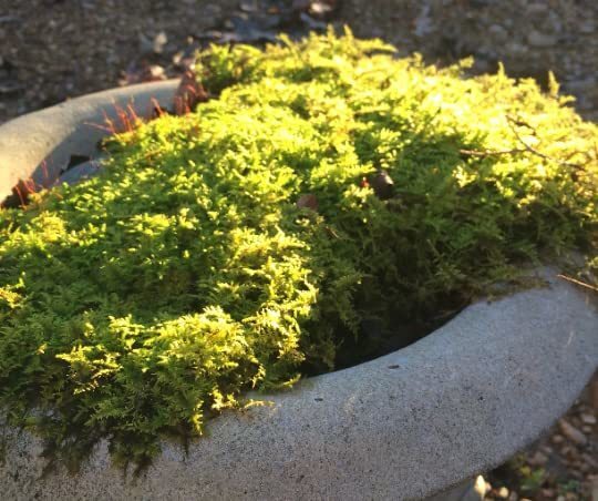 Mixed Flats of Moss