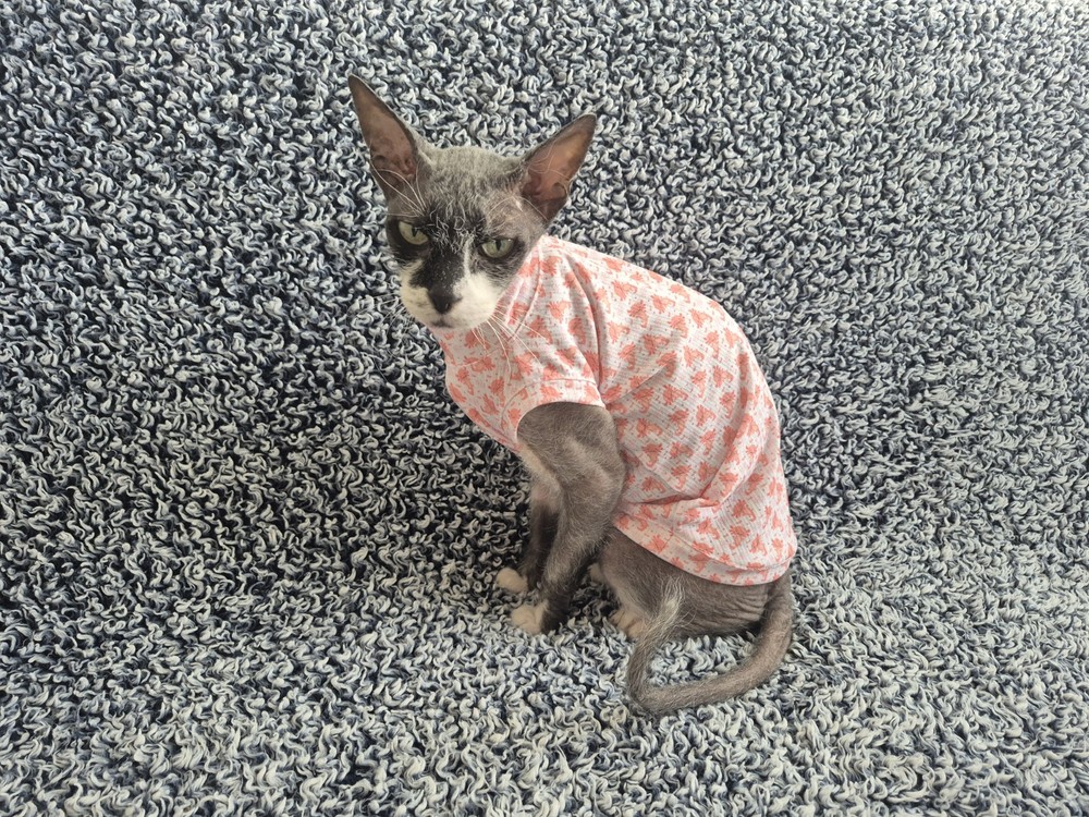 Medium Size Sphynx Cat Shirt Sphynx Cat Clothes Sphynx