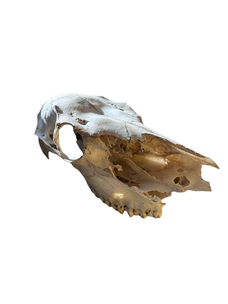 Elk Skull