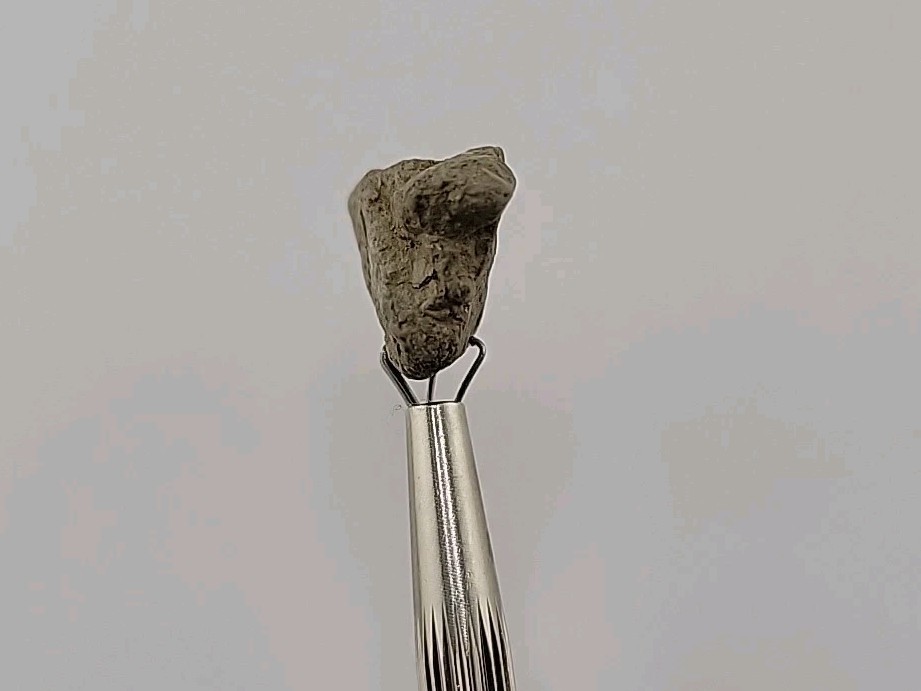 Fossilized Raptor Talon Dinosur Permineralized Fossil