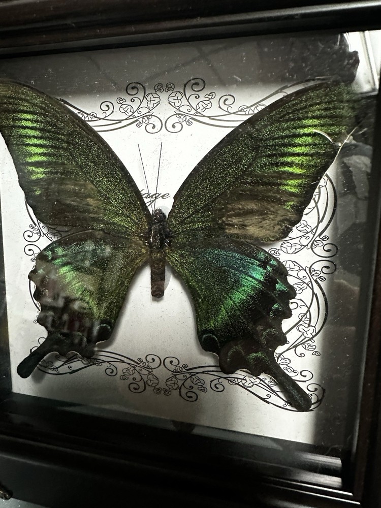 Goth Butterfly Display-bright Beautiful Blue-oddity