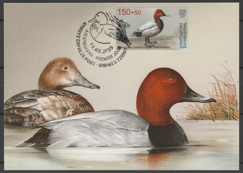 Kyrgyzstan 2024 Birds Maximum Card