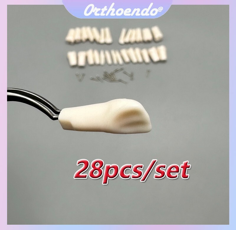 Typodont Model Replacement Teeth Dental Practice Individual Screw in Tooth 28pcs