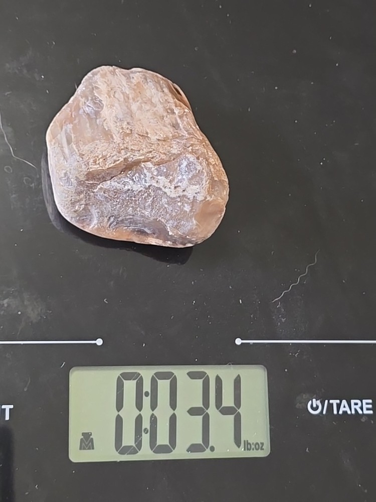 Montana Agatized Petrified Wood #60