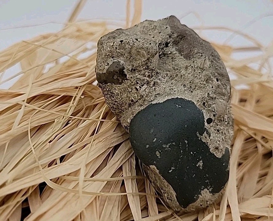 Egg Fossil Reptile Permineralized Compression Fossil