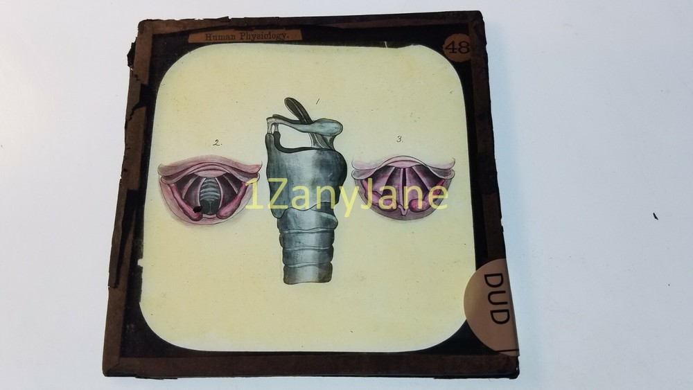 Glass Magic Lantern Slide DUD HUMAN PHYSIOLOGY INTERNAL DRAWINGS