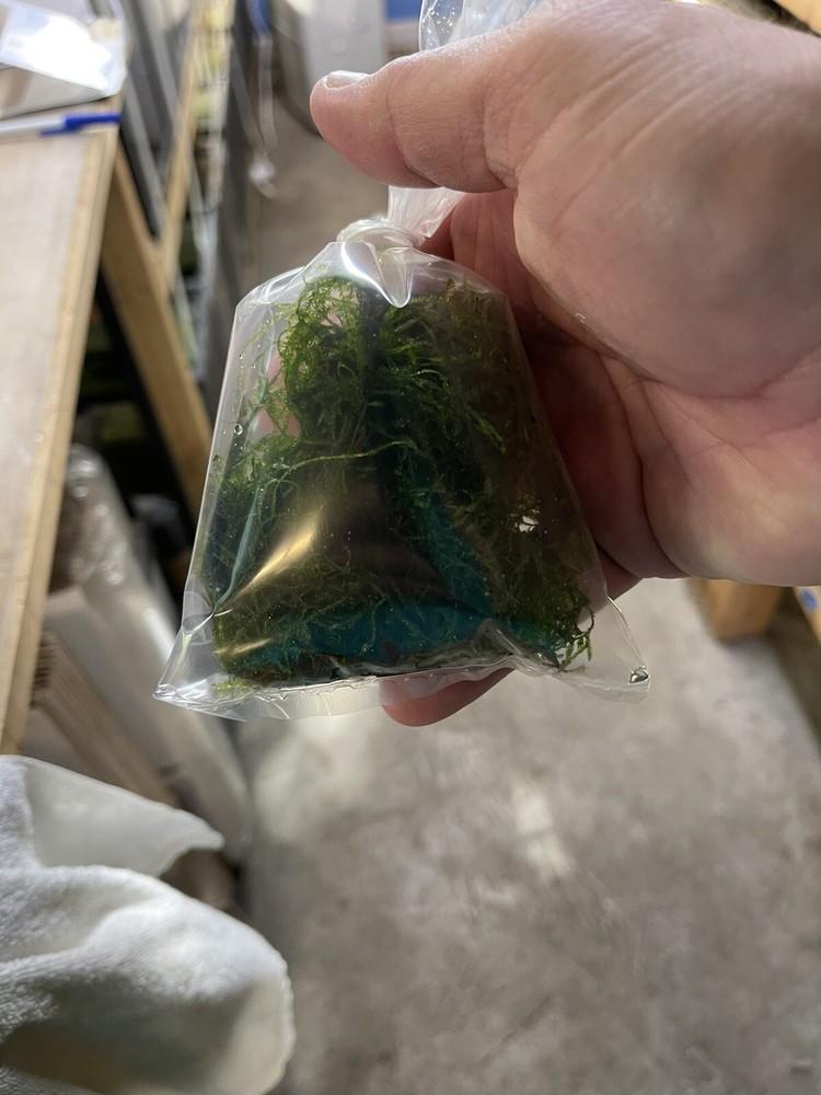 Aquarium live Plant Java Moss