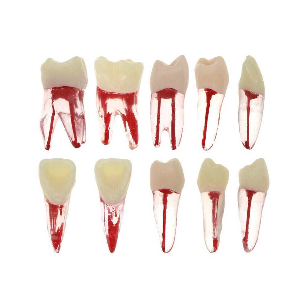 10 Pcs Dental Autoclavable Endo Root Canal Teeth Model Study Practice Typodont