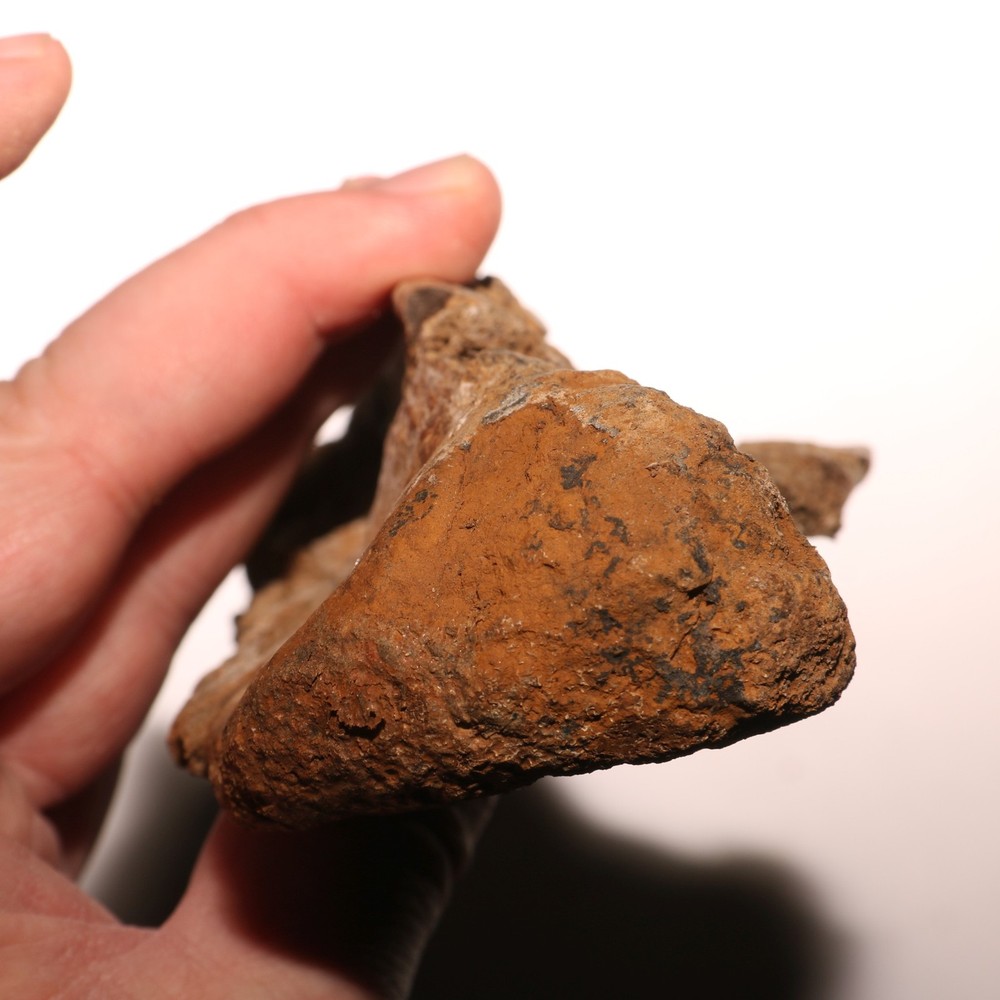 Huge Dinosaur Vert Process - Hell Creek Formation - Late Cretaceous - Nice Sized
